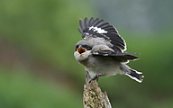 01 Great grey shrike (Lanius excubitor)